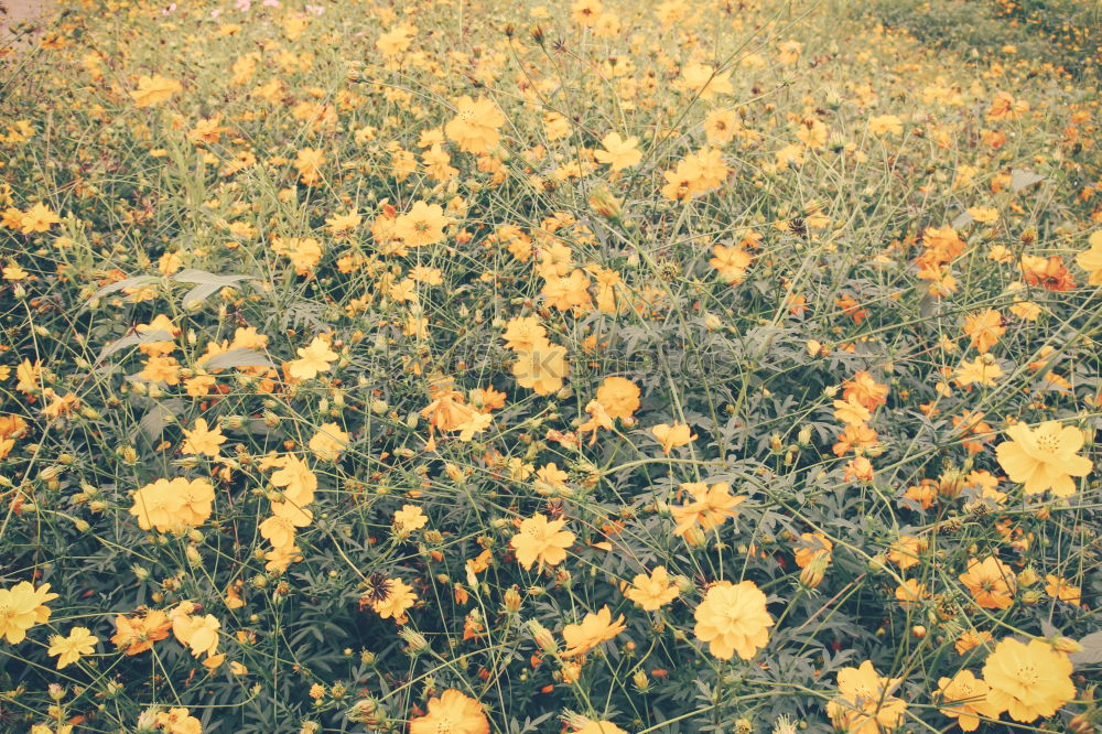 Similar – Image, Stock Photo Landart-flowers in desert