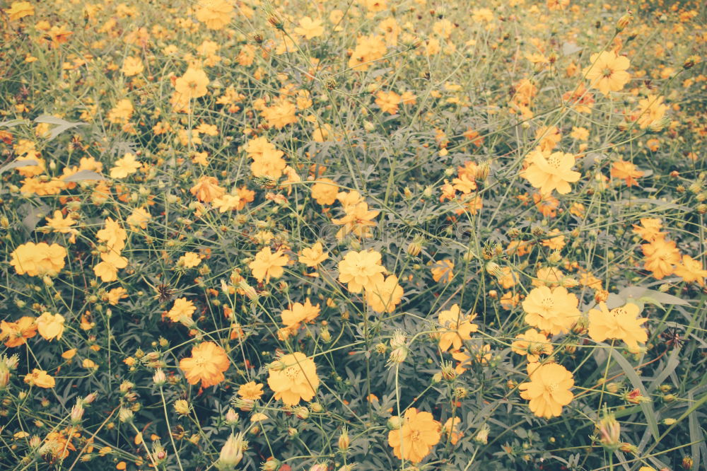 Similar – Image, Stock Photo Landart-flowers in desert