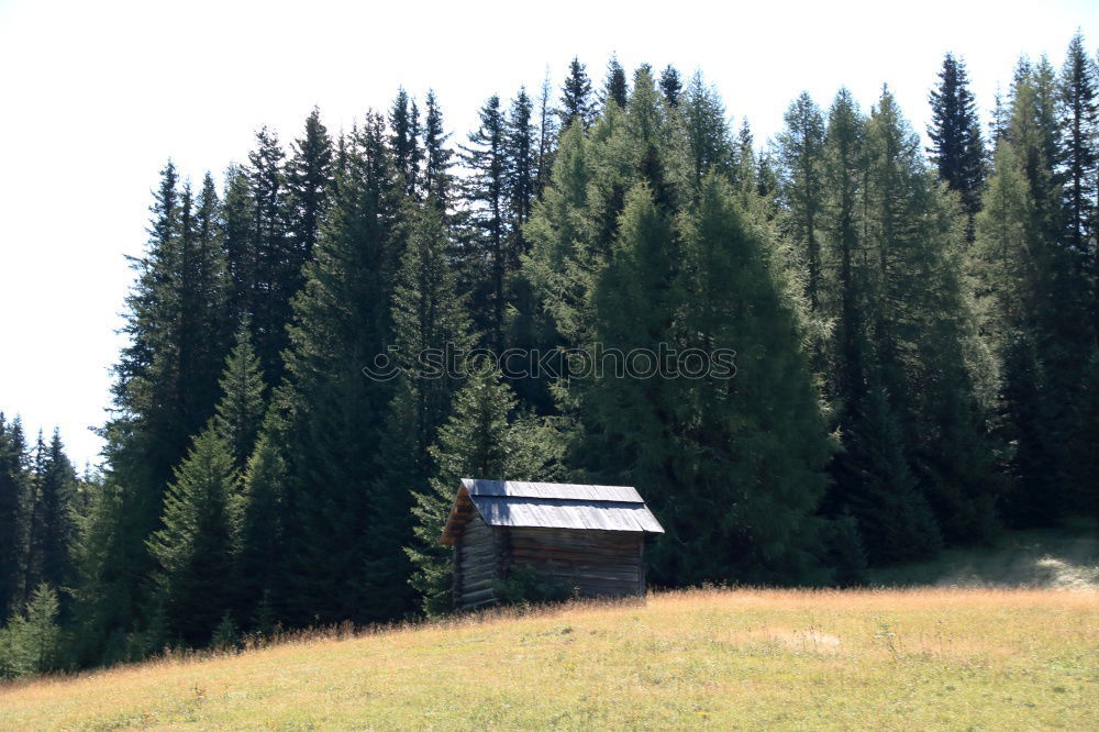 Similar – Yosemite Tree Forest