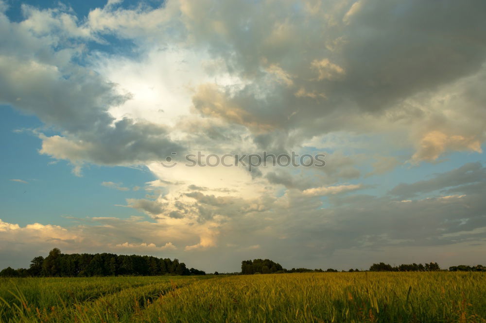 Similar – Image, Stock Photo autumn mood Autumn Field