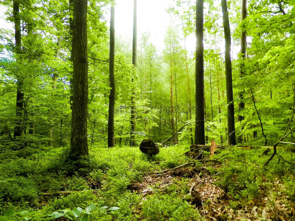 Similar – Image, Stock Photo forest Environment Nature