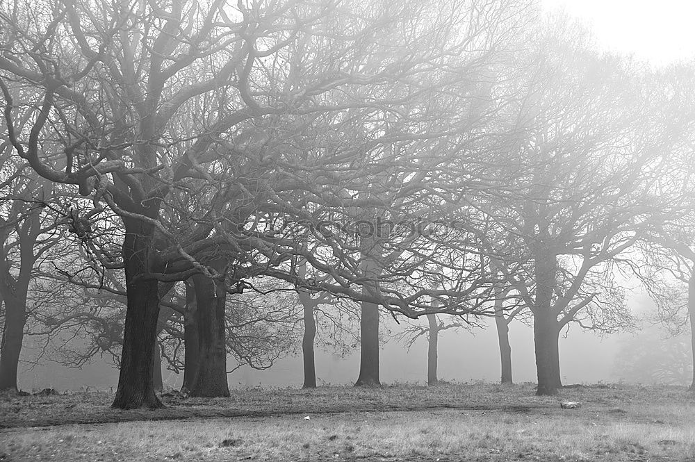 Similar – winter walk Woman Old