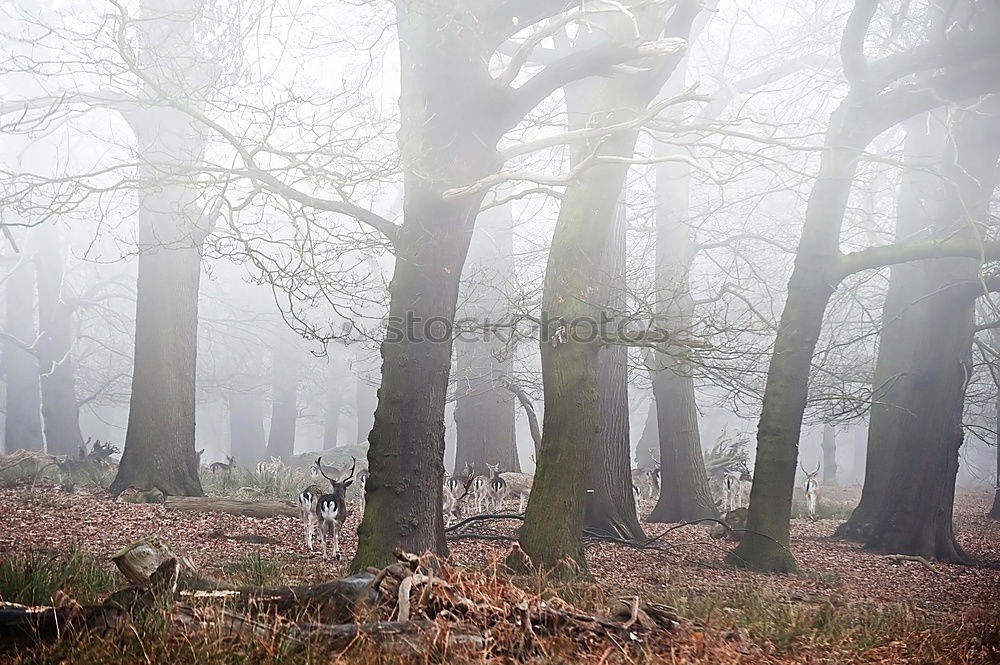 Similar – Image, Stock Photo Old apple tree Tree