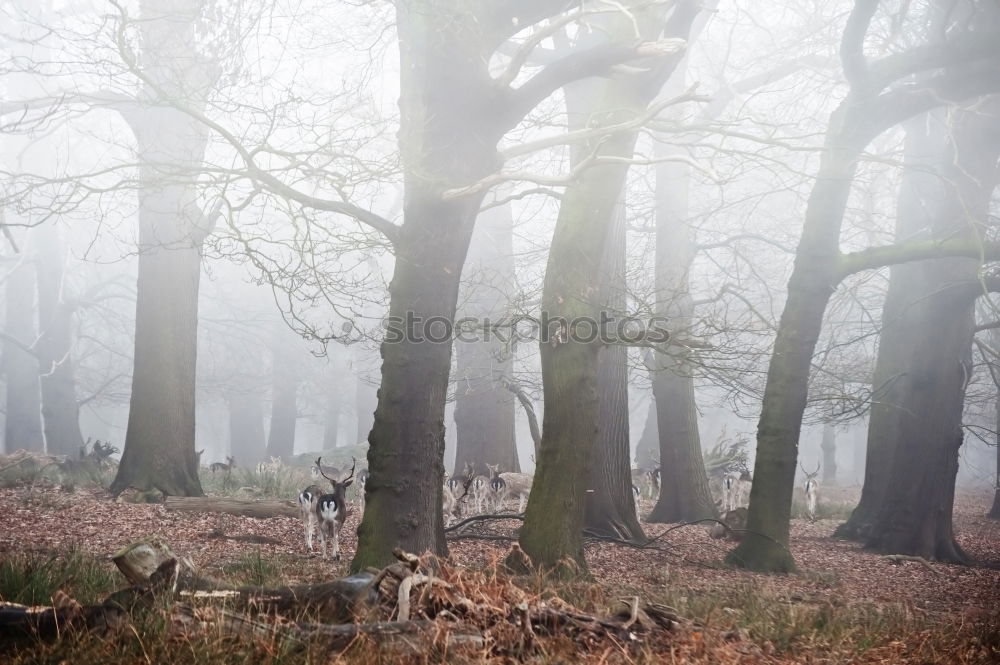 Similar – Image, Stock Photo Sheep on the way