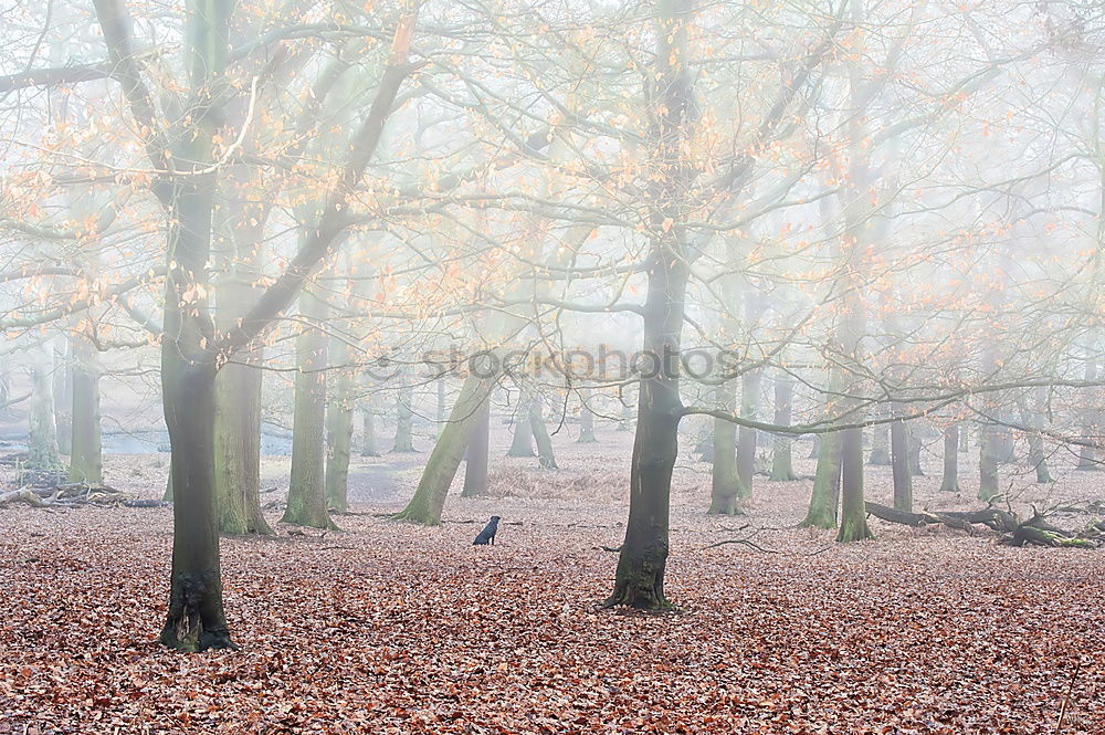 Similar – Image, Stock Photo Sheep on the way