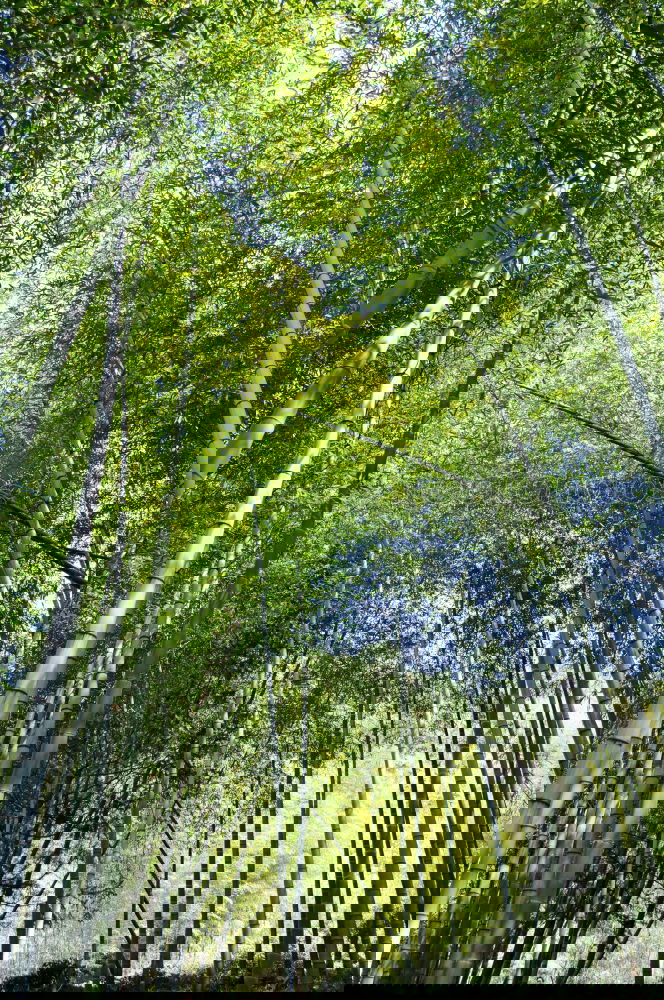 Similar – Image, Stock Photo Path in bamboo forest