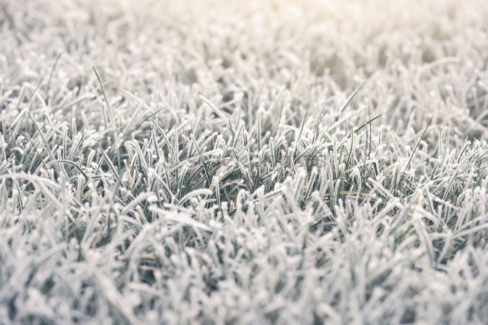 Similar – Schneekorallen Natur