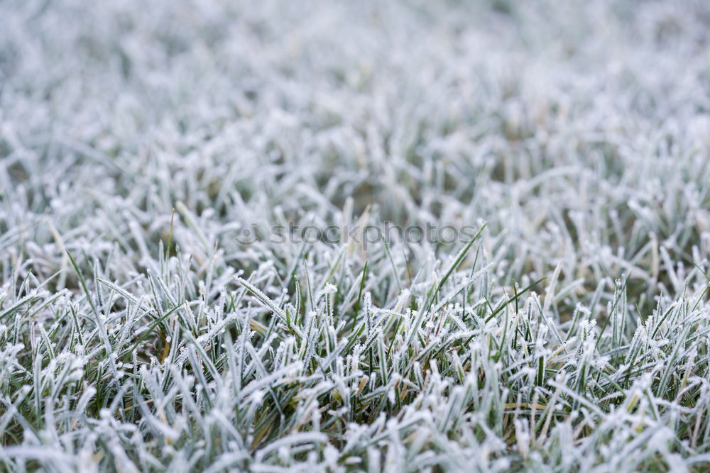 Similar – etwas winter Frühling grün