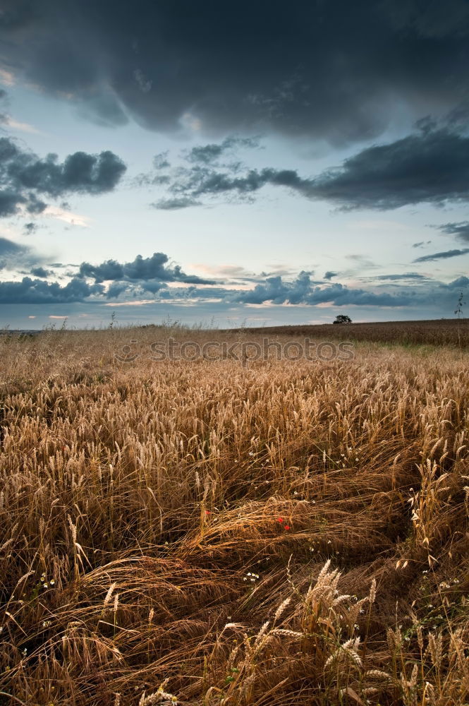 Similar – Image, Stock Photo After the harvest Deep
