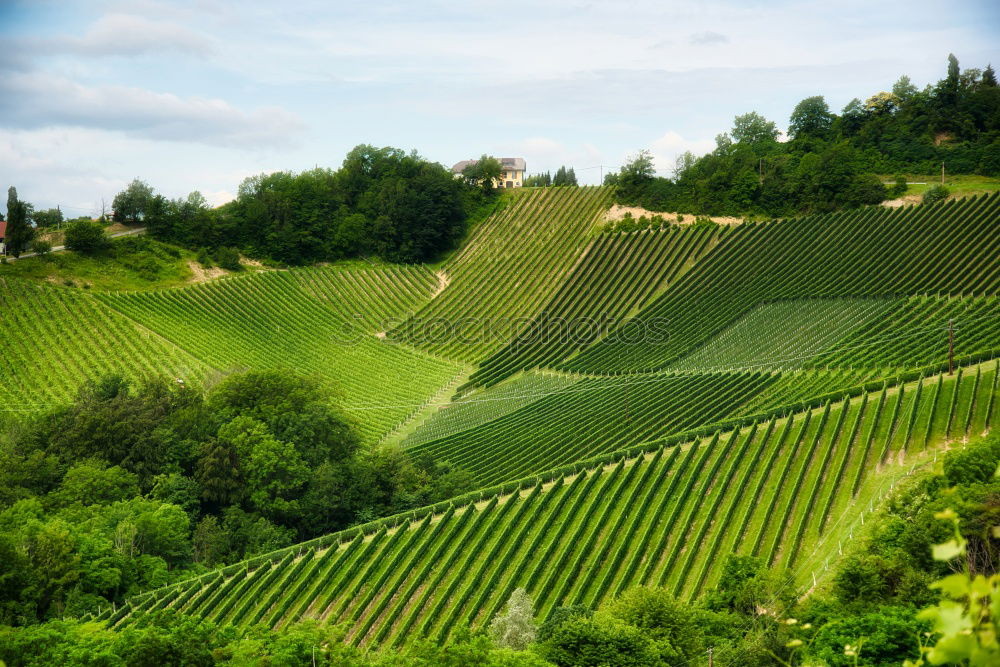 Similar – Foto Bild SüdHang Umwelt Landschaft