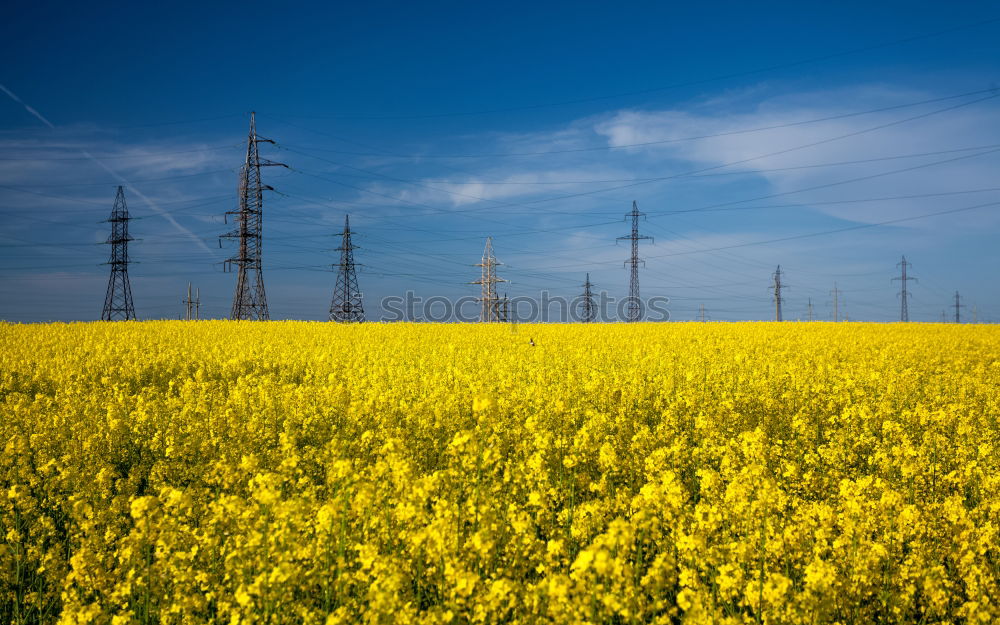 Similar – rapsfeld Canola