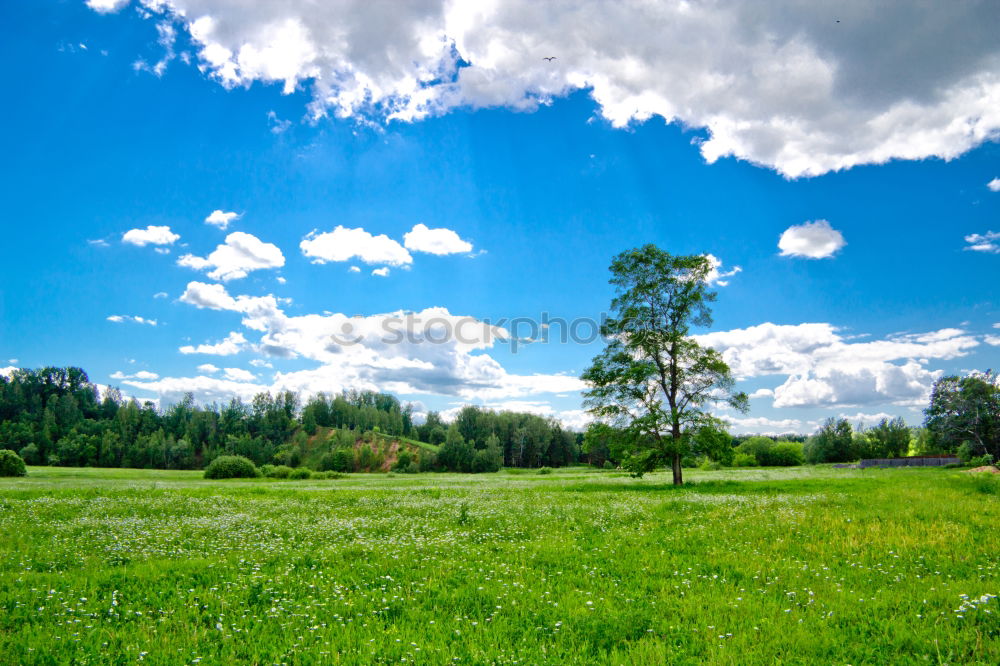 Similar – Image, Stock Photo Flowering forsythia in the garden or park