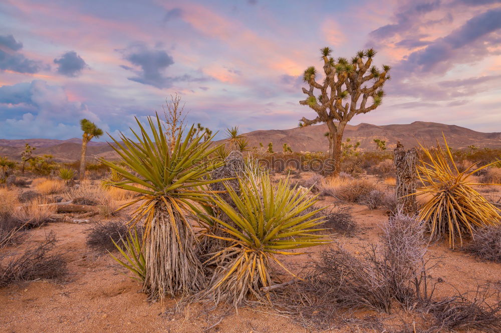 Cactus Garden