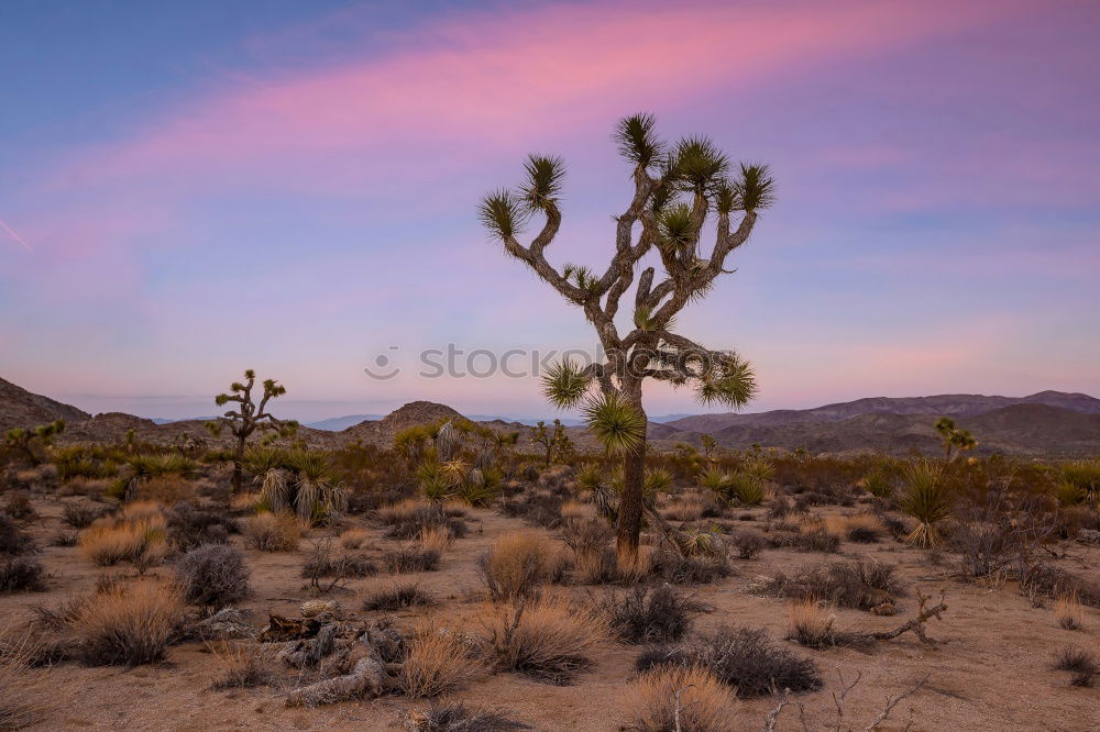 Similar – Image, Stock Photo Joshua Tree Well-being