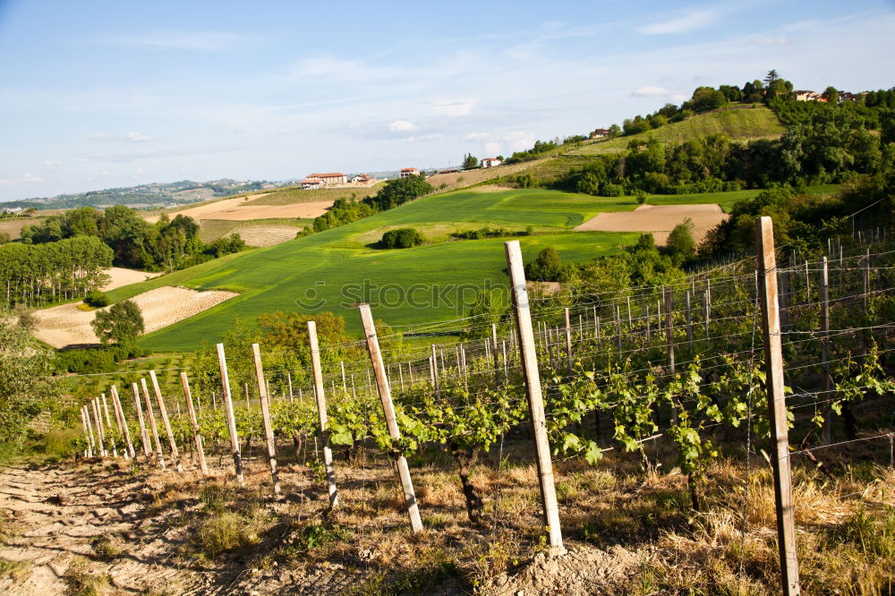 Similar – Müller-Thurgau