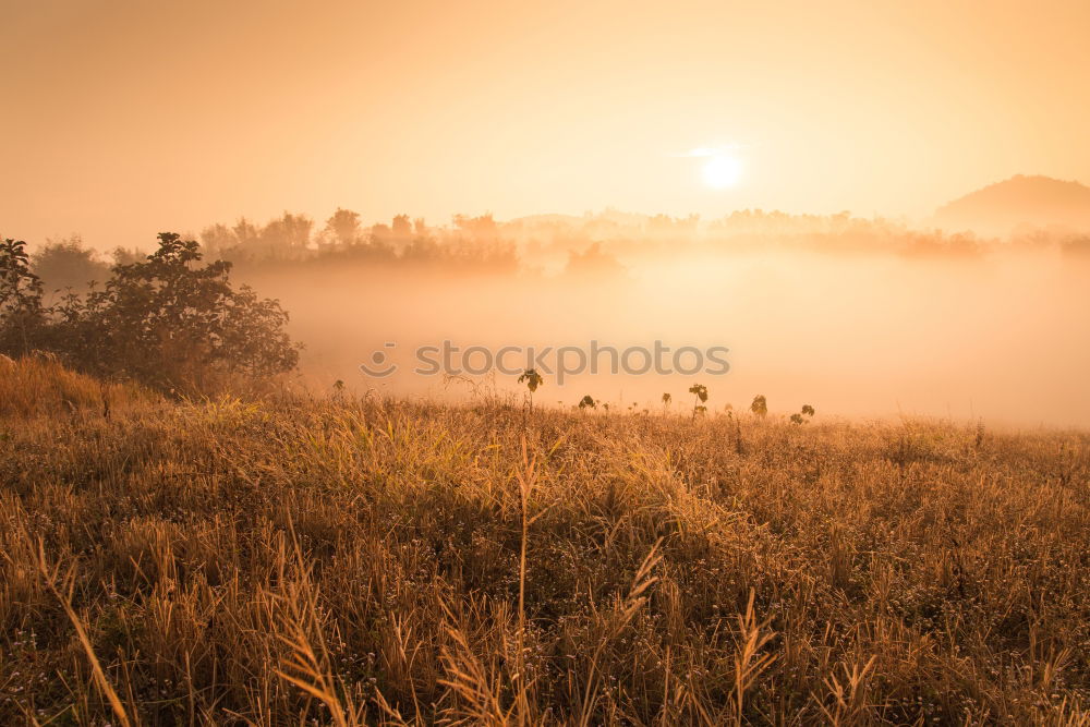 Similar – Image, Stock Photo Awakening in the morning