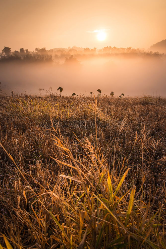 Similar – Image, Stock Photo Awakening in the morning