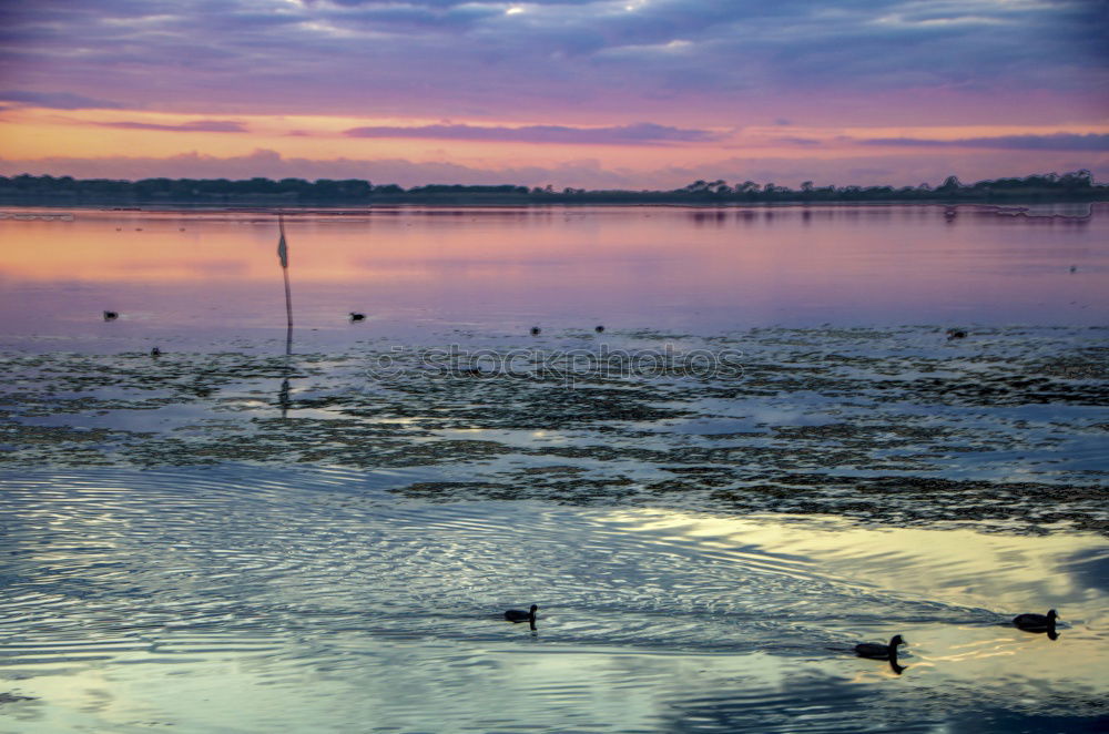 Similar – Image, Stock Photo Sunrise with swan family