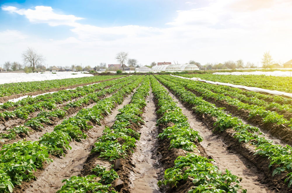 Similar – Strawberries in green house.