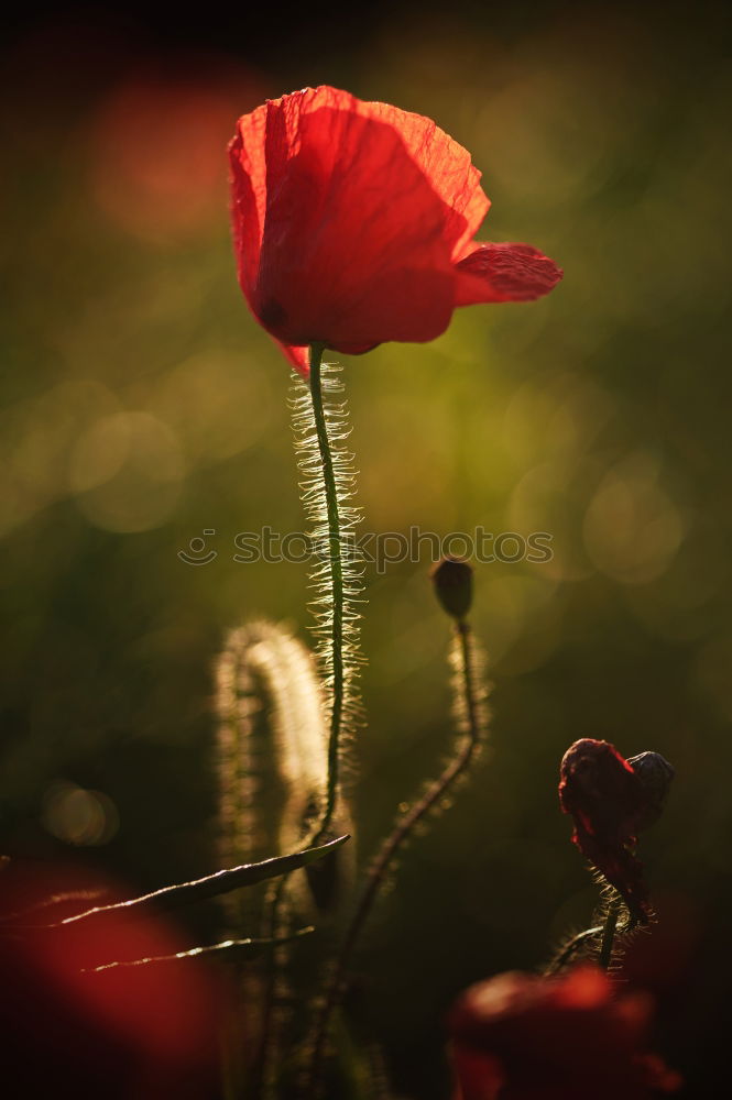 Similar – Image, Stock Photo Poppies on summer meadow