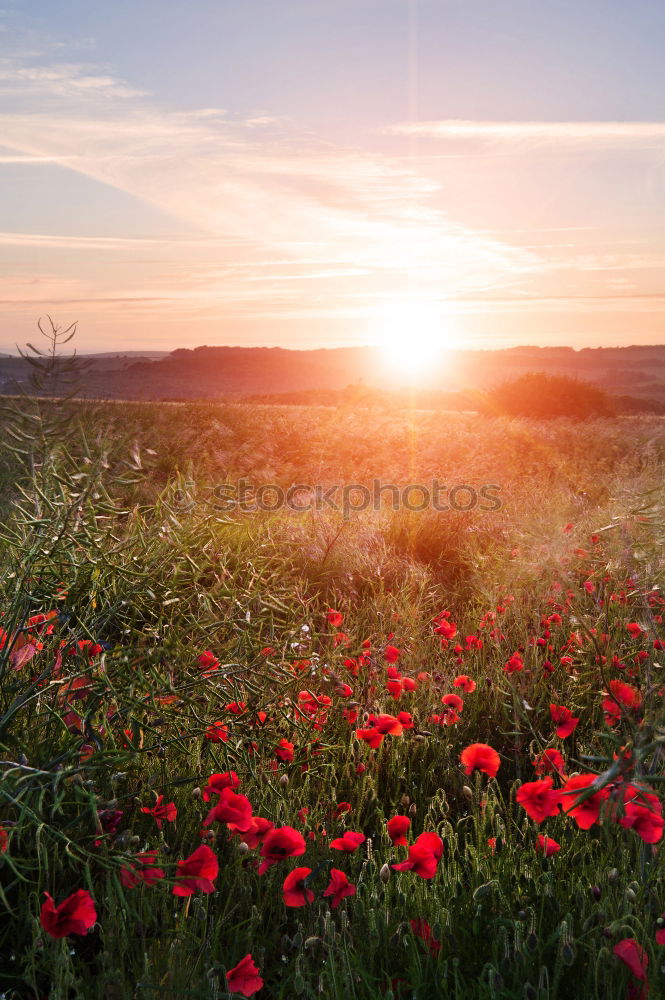 Similar – Foto Bild Mohn am Feldrand