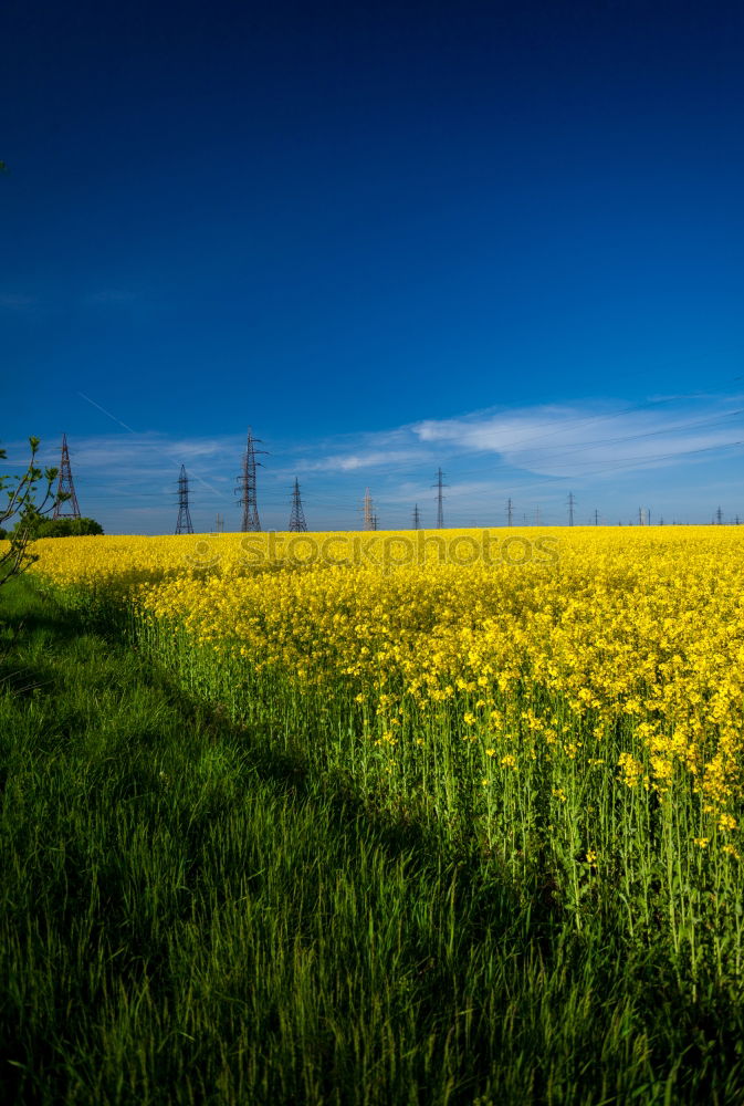 Similar – Foto Bild gelbe Blumen mit hellem Getreidefeld und blauem Himmel im Hintergrund