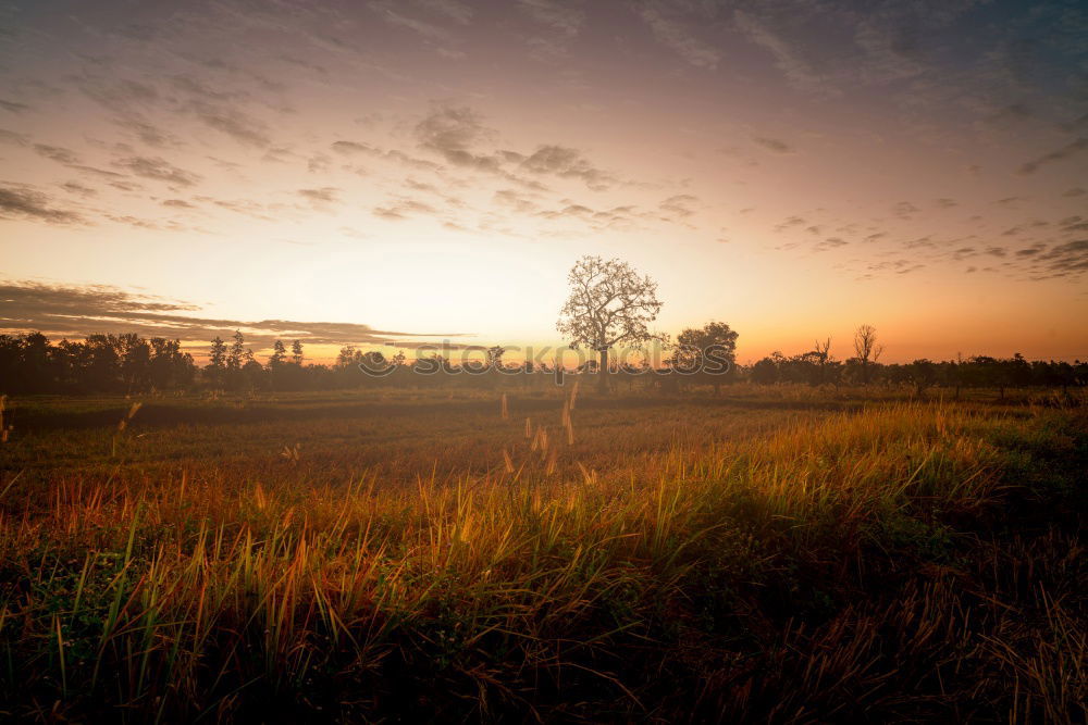 Similar – Image, Stock Photo Warm morning