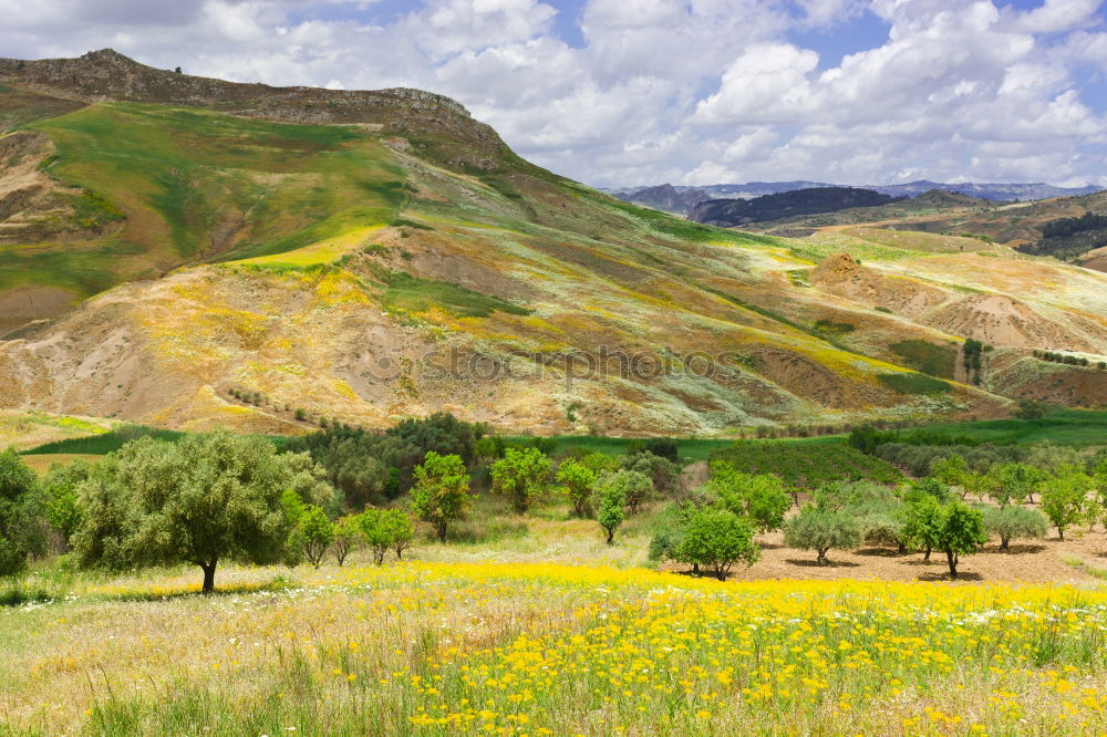 Similar – Image, Stock Photo Fruit plantation in spring