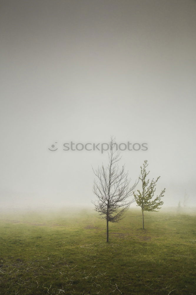 Similar – fog Fog Tree Horizon Field