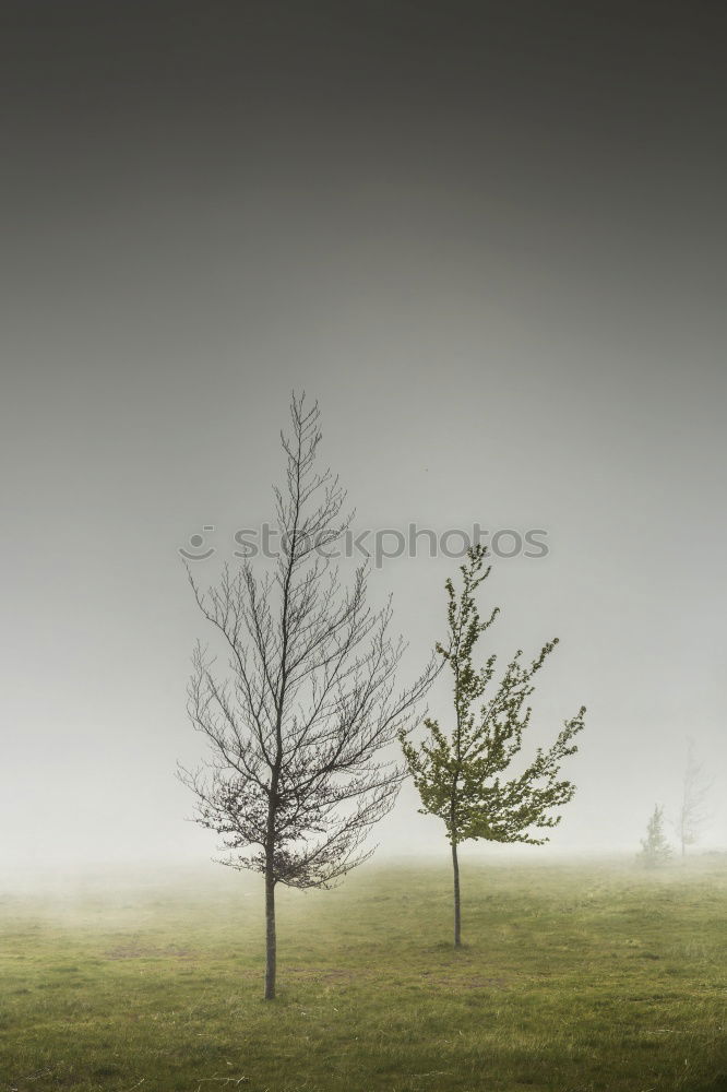 Similar – fog Fog Tree Horizon Field