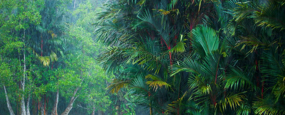 Similar – Image, Stock Photo rain Rain Drops of water