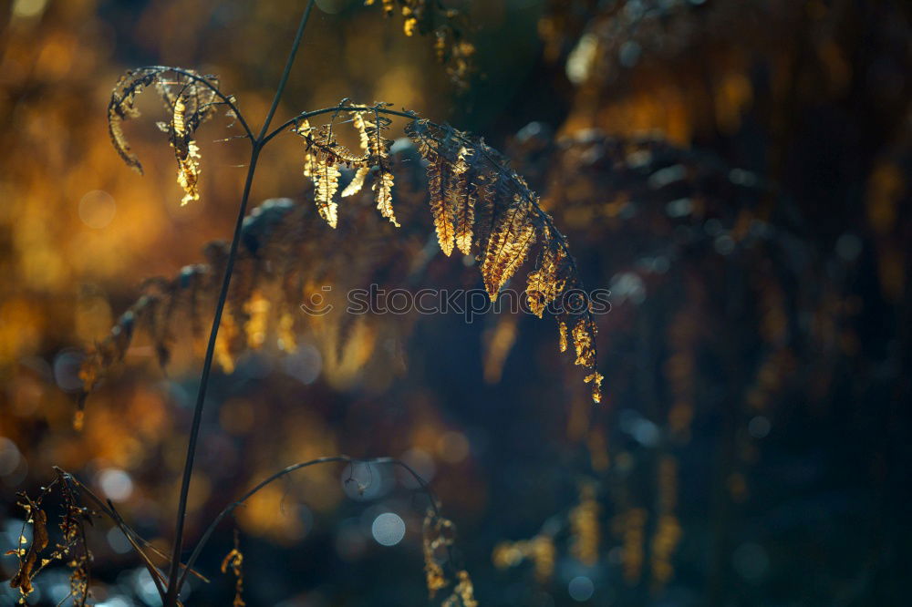 Similar – November light Nature