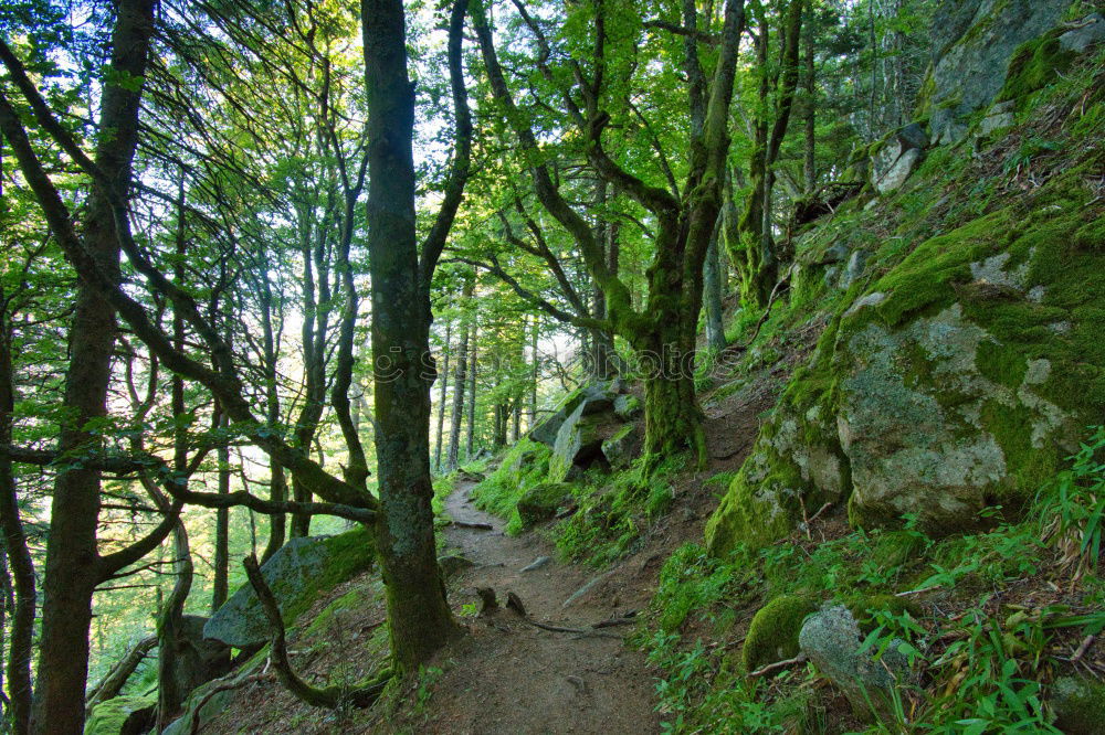 Similar – Image, Stock Photo The stony paths Hiking