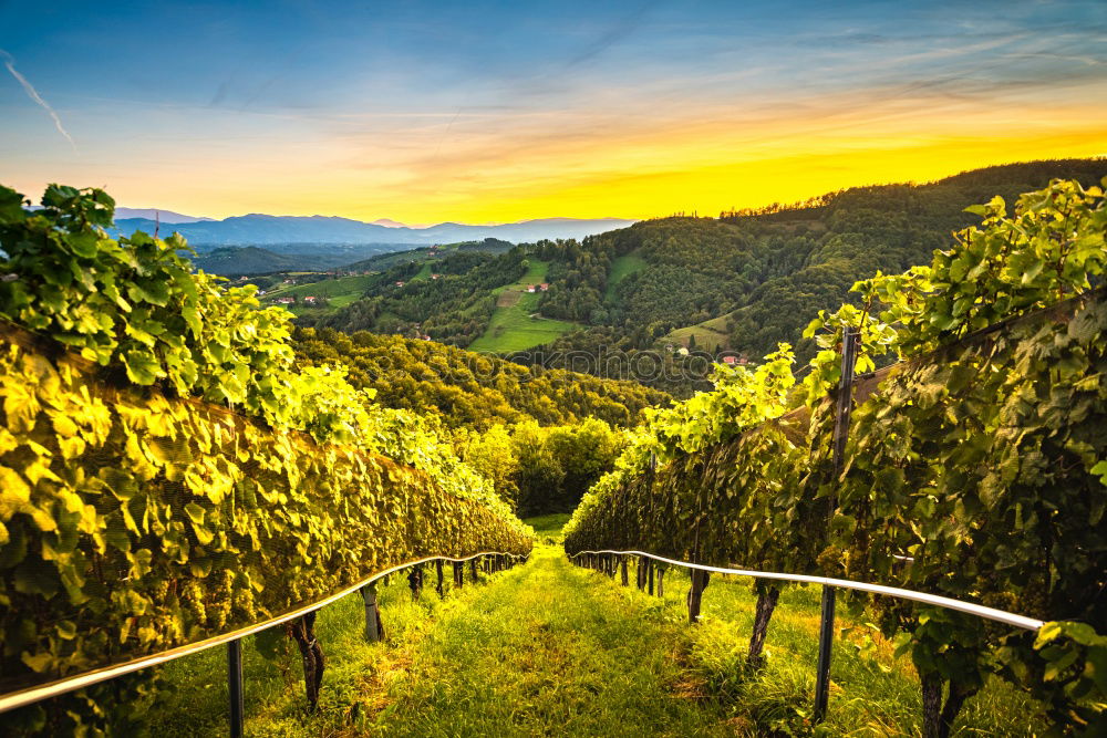 Similar – Foto Bild Herstnachmittag in den Weinbergen