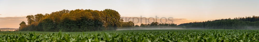 Grüner Herbst Landschaft