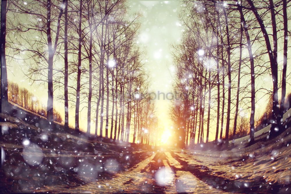 Similar – Foto Bild Waldgeist Herbst Hexe