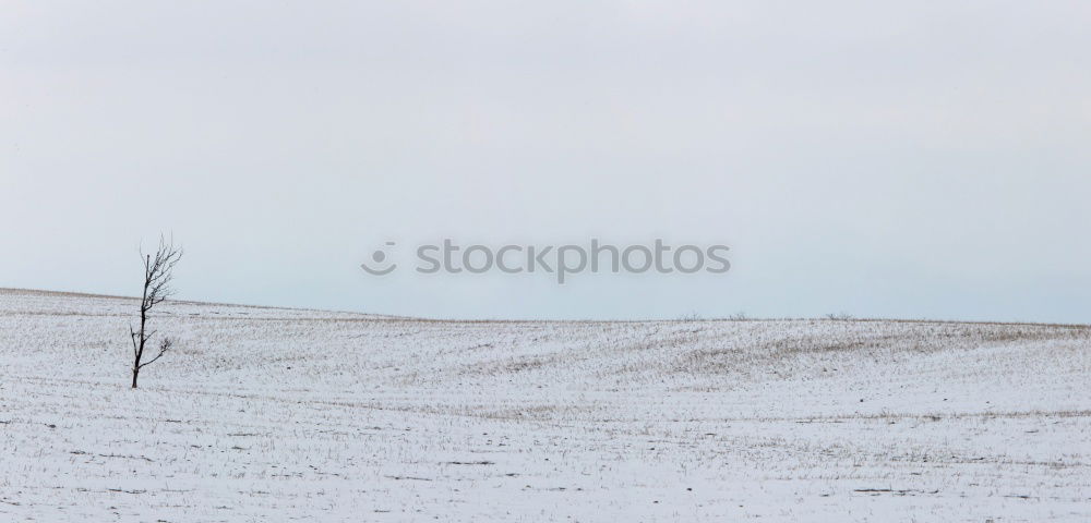 Foto Bild Eisweinberg Weinberg Ruine