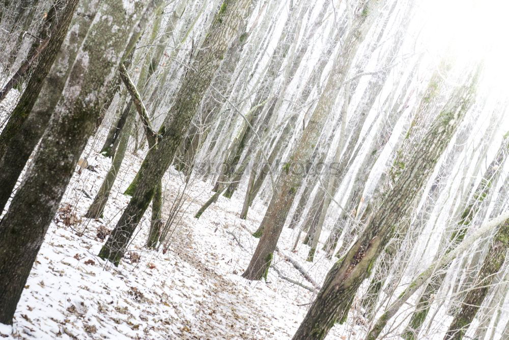 Similar – es rieselt leise im Wald