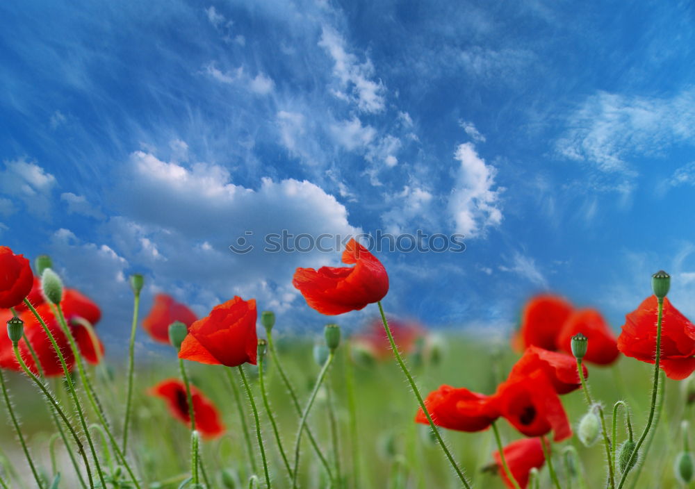 Similar – poppy Nature Plant Sky