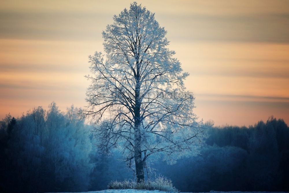 Similar – Image, Stock Photo Winter frost in Allgaeu