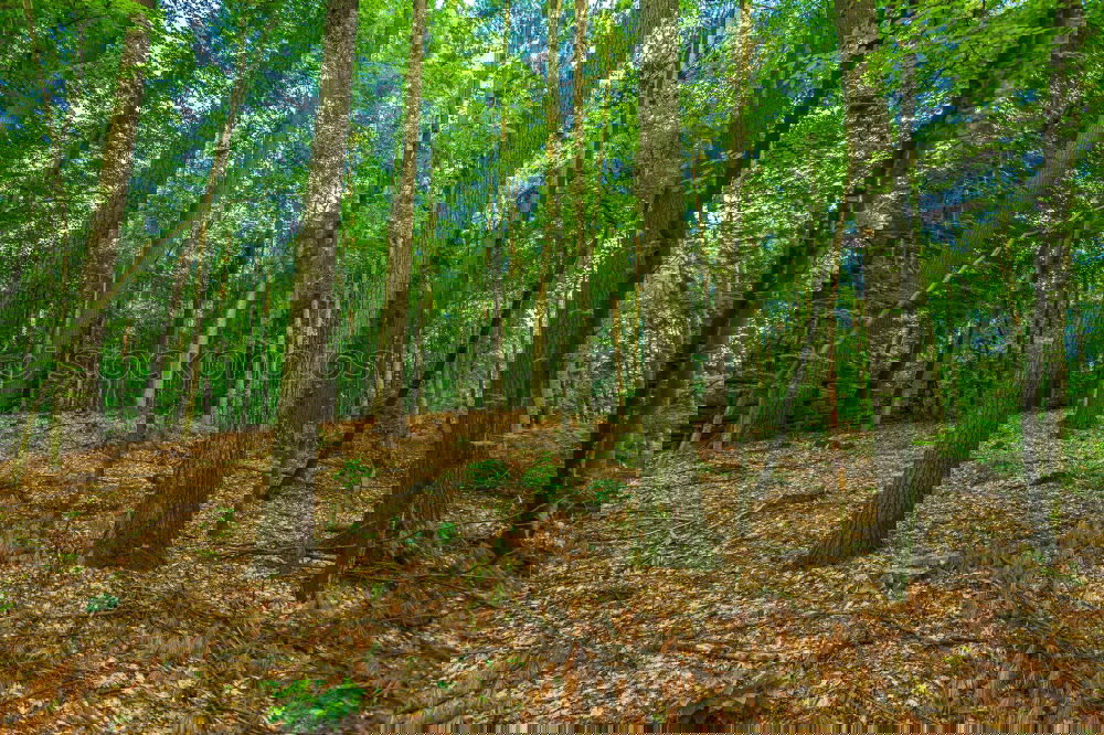 Similar – Image, Stock Photo forest Environment Nature