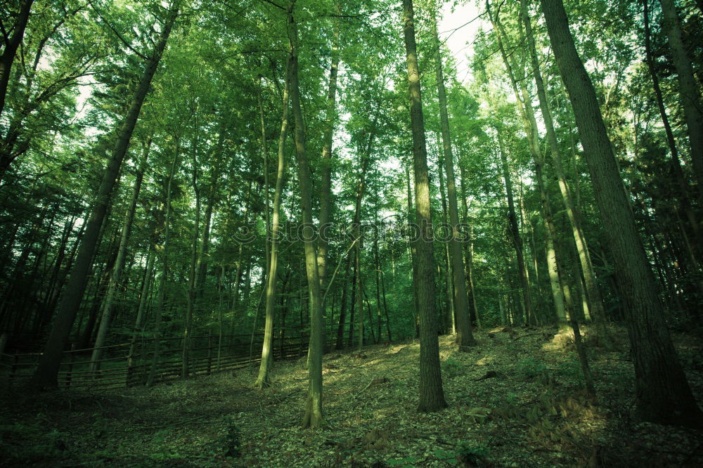 German bush Forest Tree