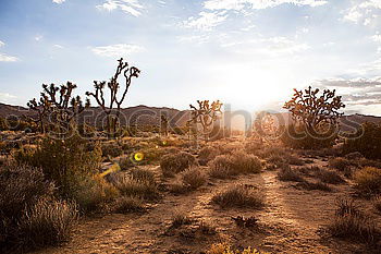 Similar – Cactus Garden