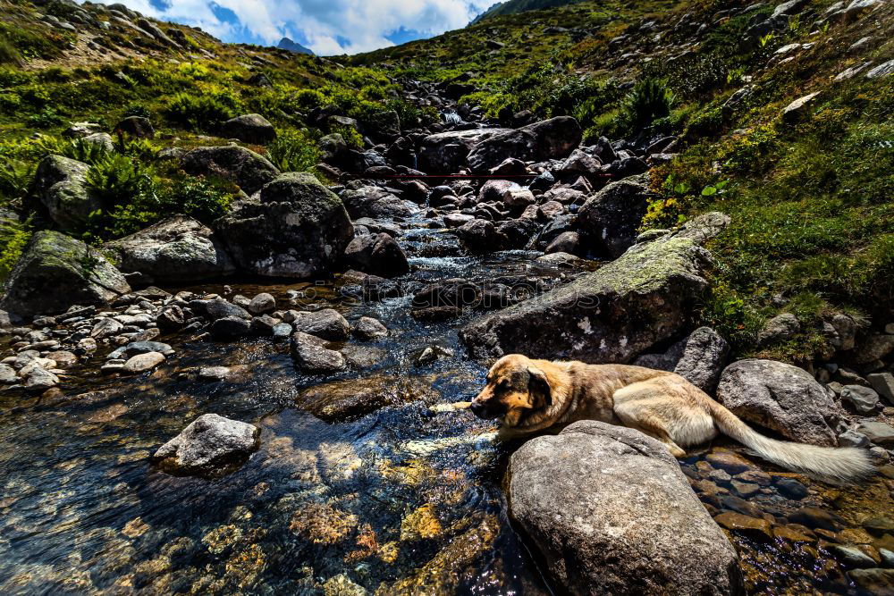 Similar – Image, Stock Photo Who Let The Dogs Out | Running Up That Hill