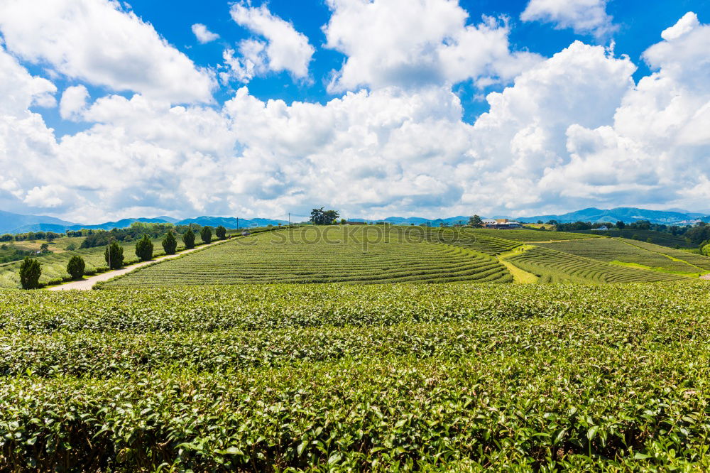 Similar – Image, Stock Photo And what about tea tea?