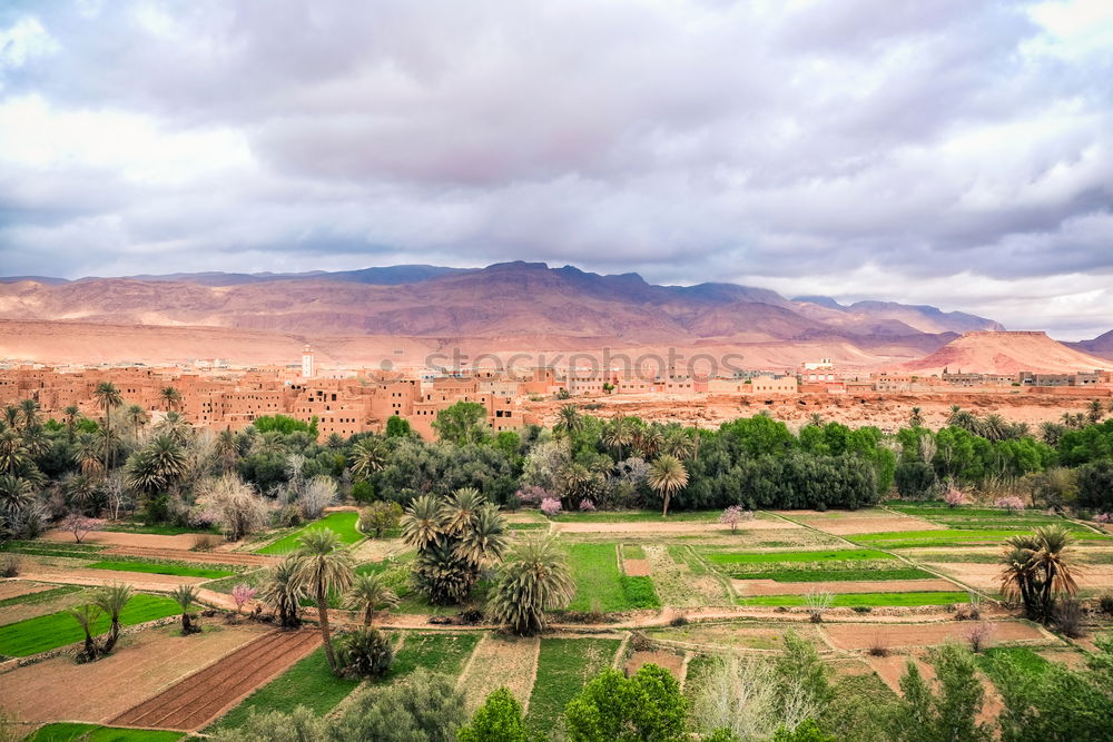 Similar – Image, Stock Photo Green Desert Environment