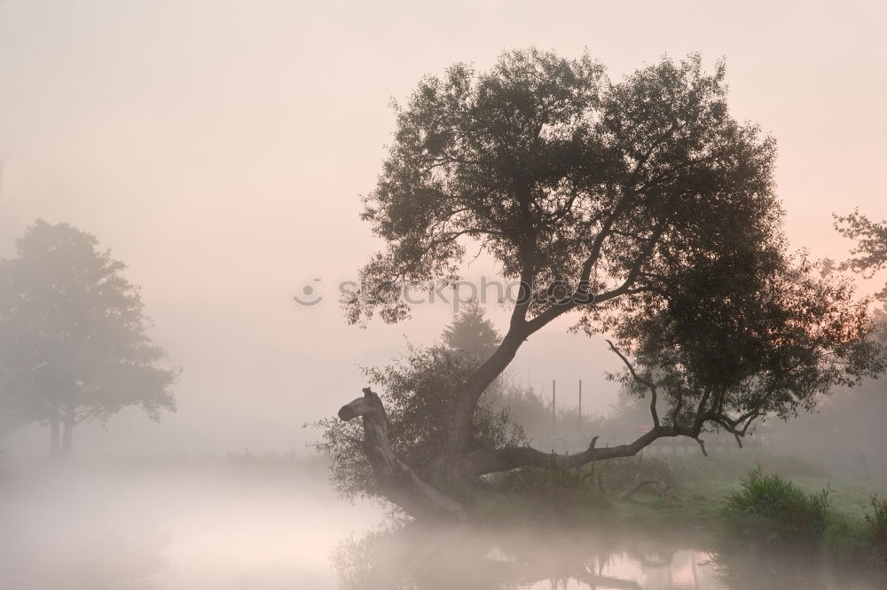 Similar – Image, Stock Photo good morning Elbe