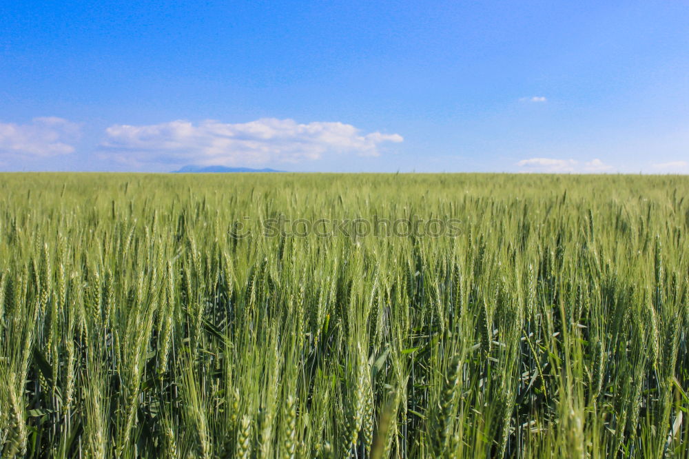 Similar – Foto Bild Wolken und Getreide Himmel