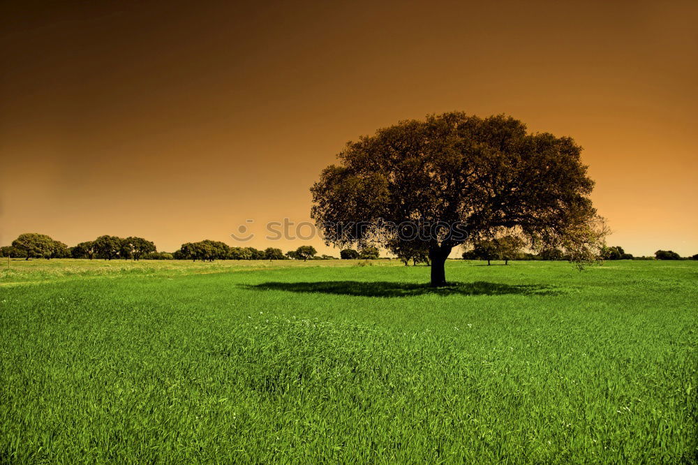 Similar – Einsamer Baum 2 Feld