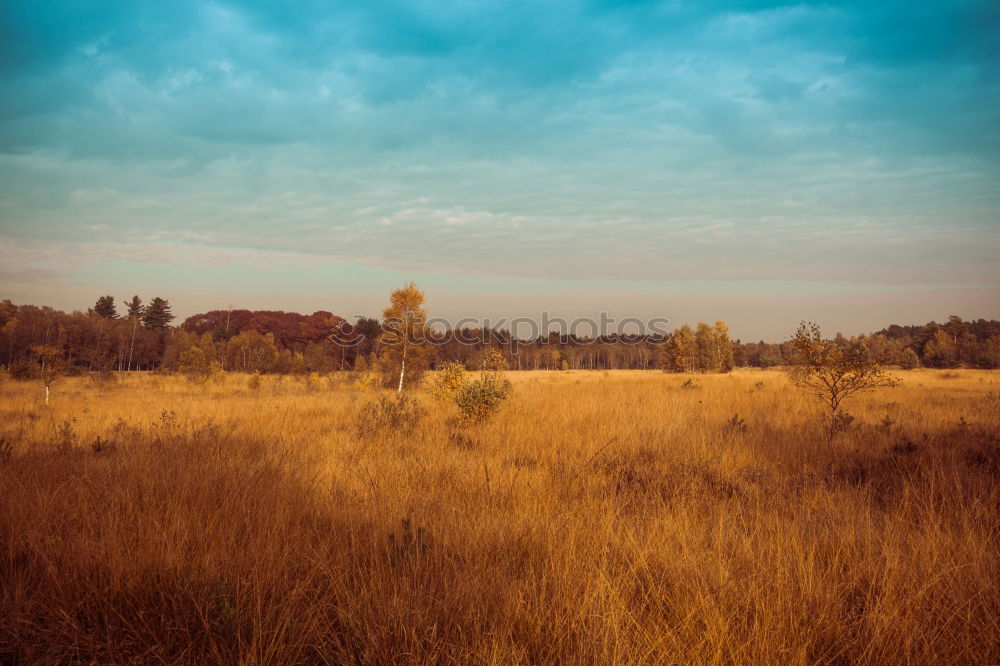 Image, Stock Photo Ipweger Moor Nature